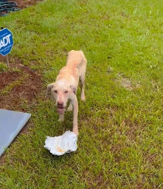 Extra image from article