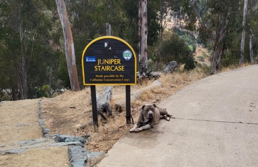 As each hour went by, Juniper's hopes of...