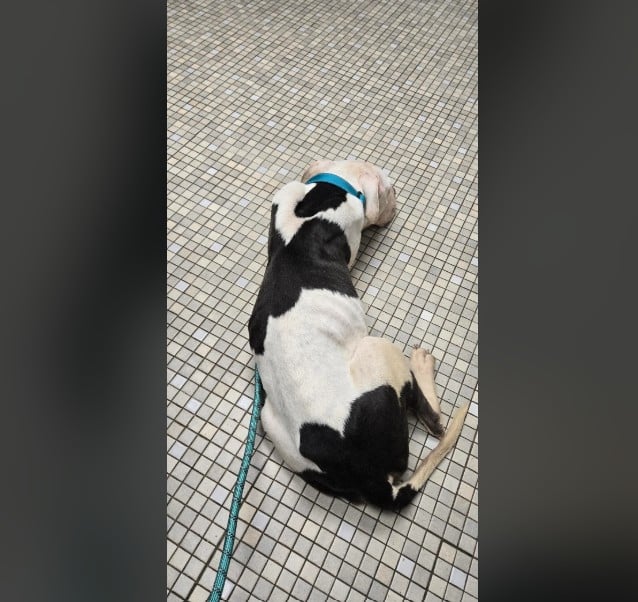 Violet's fragile condition required care...