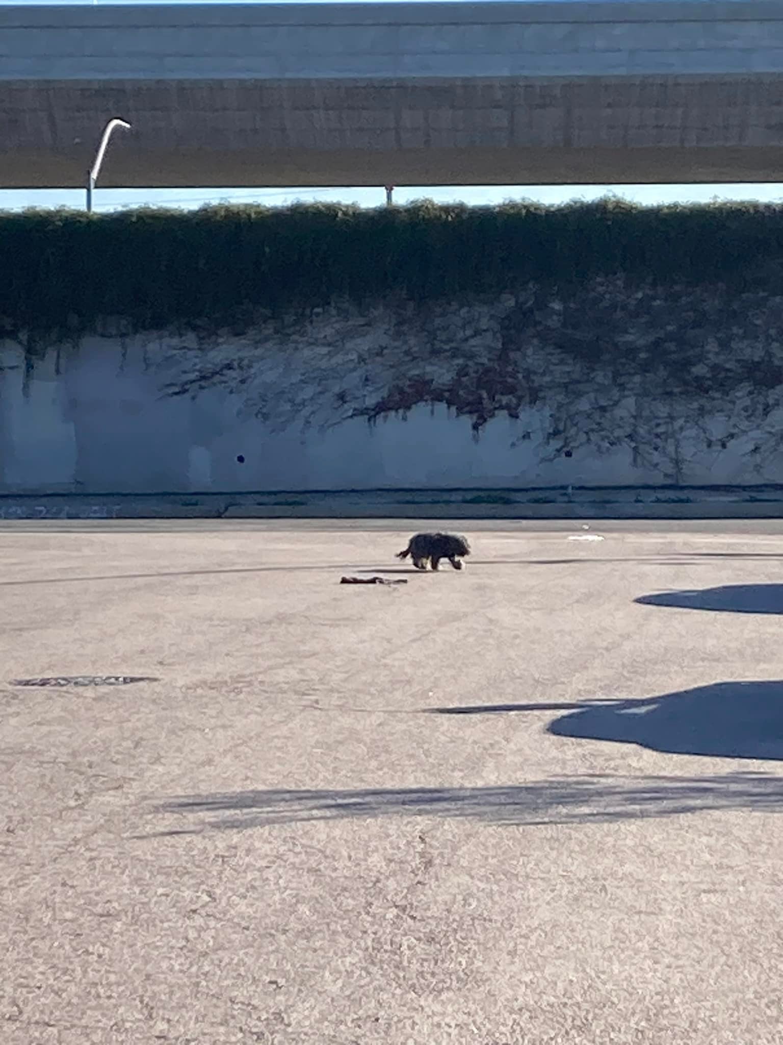 Since the dog kept returning to the same...