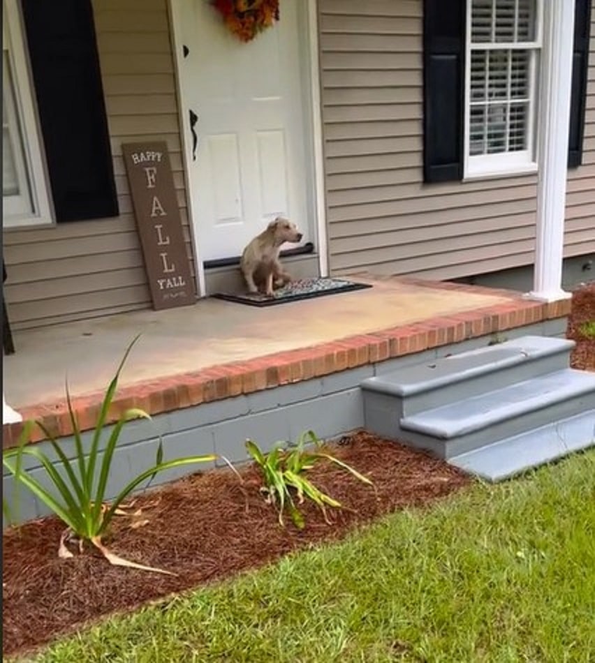 Bo quickly adapted to his new life, play...