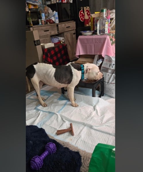 Extra image from article