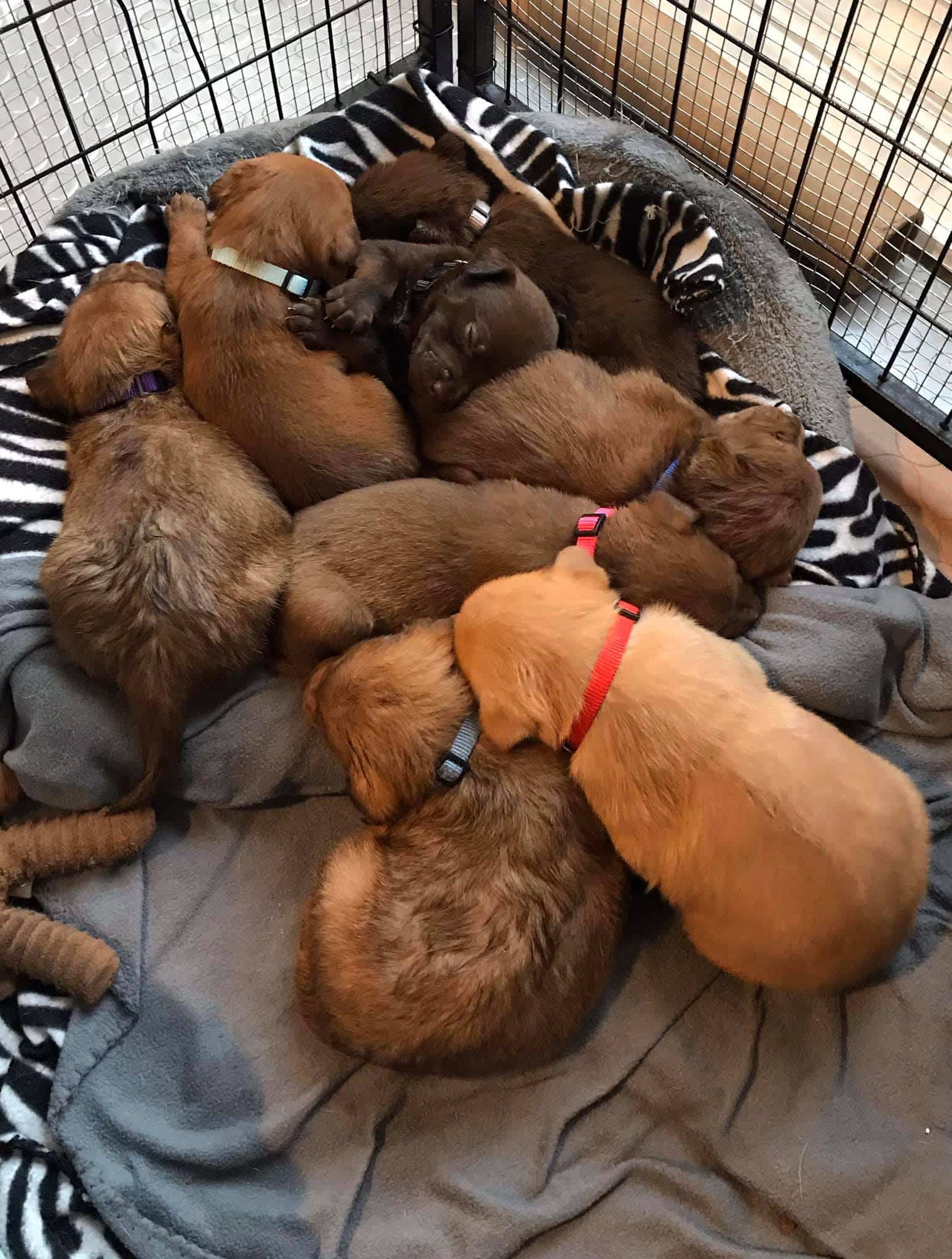As the puppies grew, they received their...
