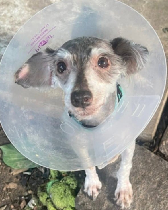 Extra image from article