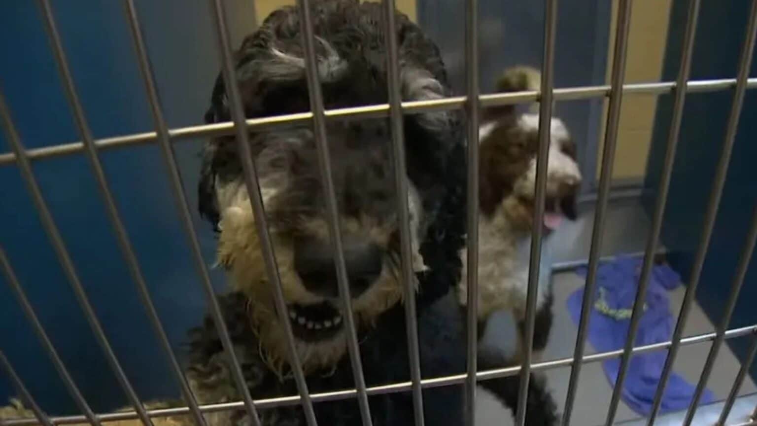 Rescue and Hope: Abandoned Doodle Dogs Begin Their Journey to Healing
