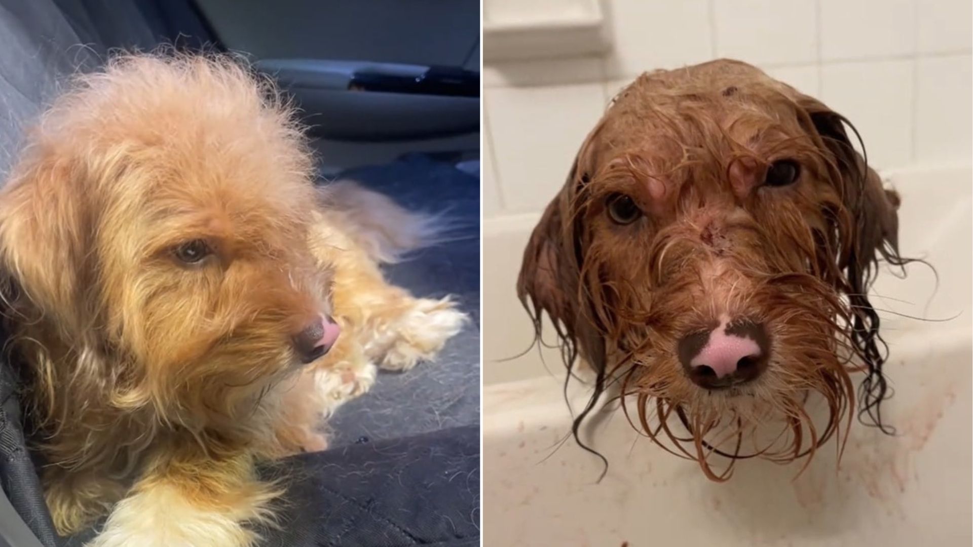 The dog's condition was distressing; his...