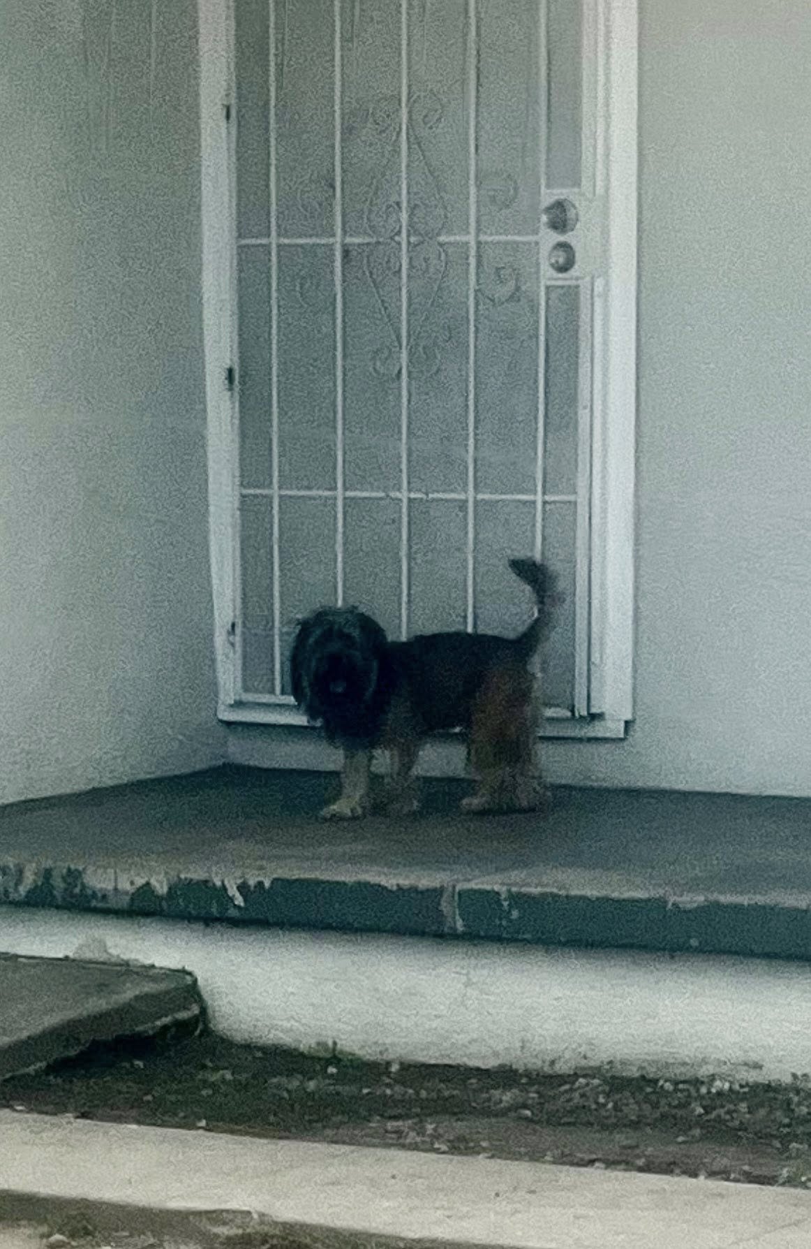 Nevertheless, the determined pup kept re...