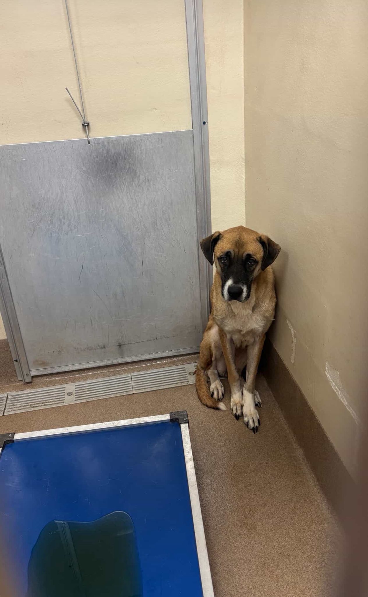 Mary Alex, seeing Dominoa's distress, st...