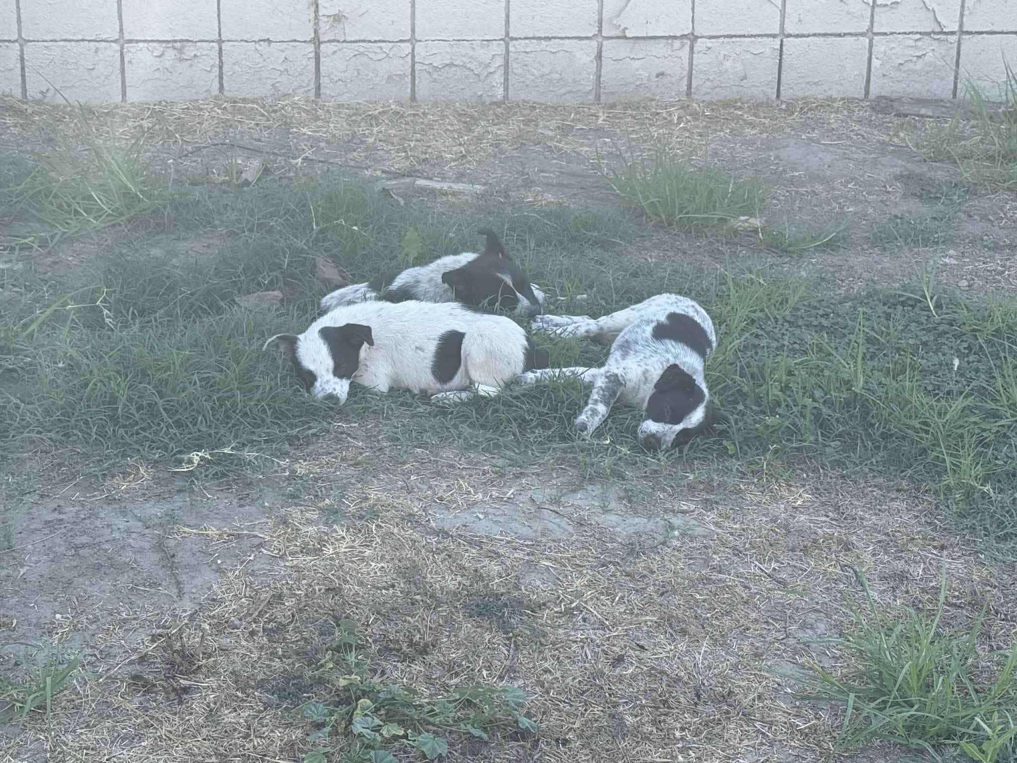 As Arturo approached, he noticed the pup...
