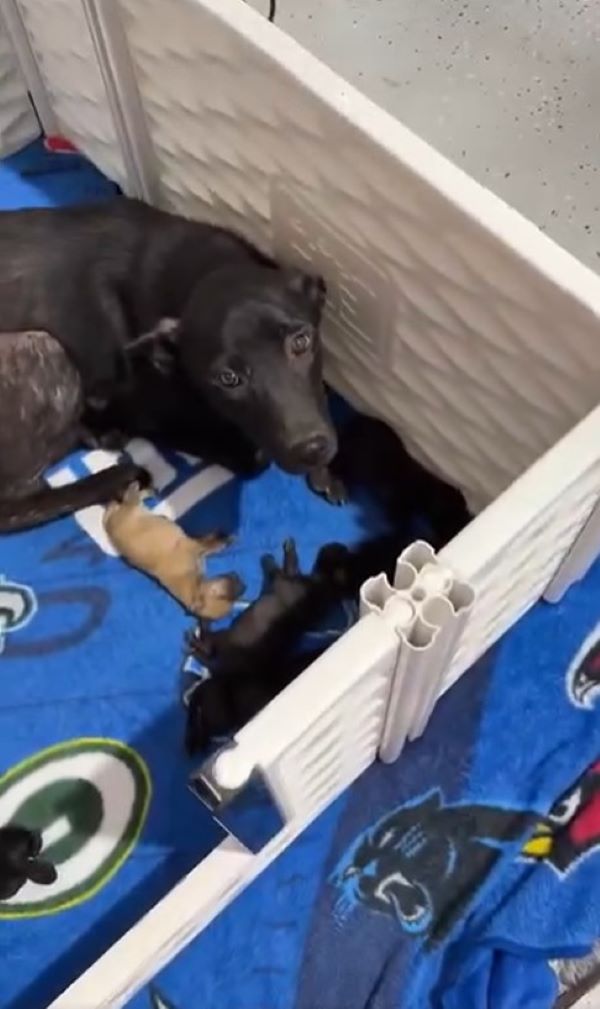 Extra image from article