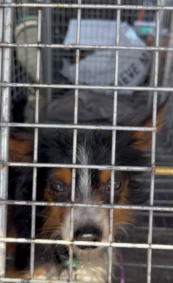 Extra image from article