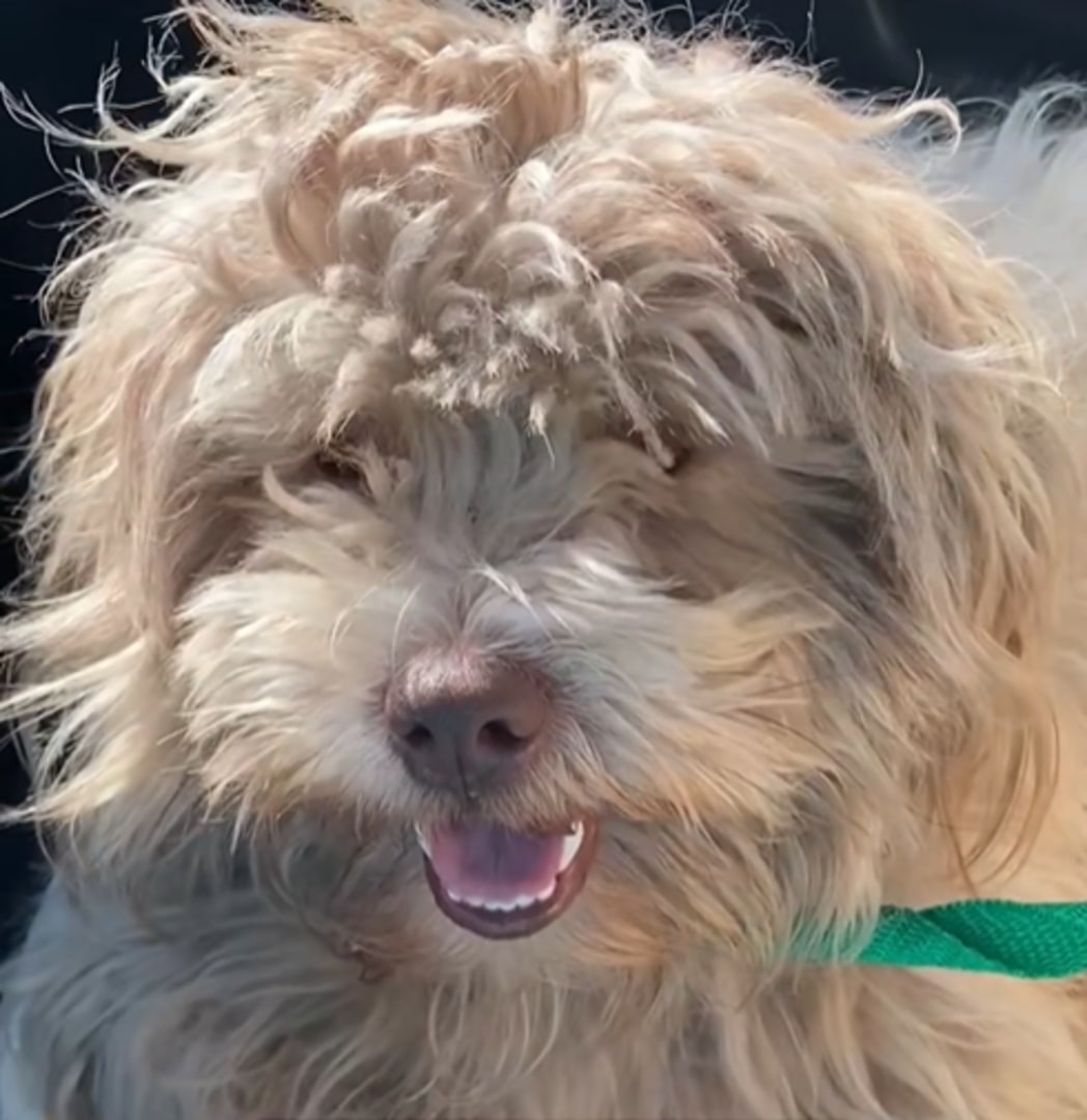 Extra image from article