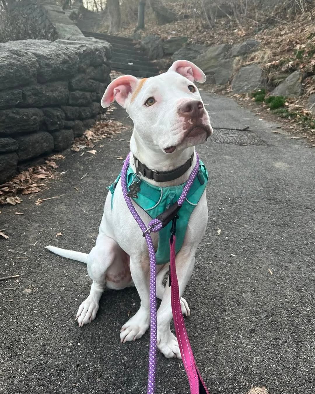 “Rudy is a big baby who loves curling up...