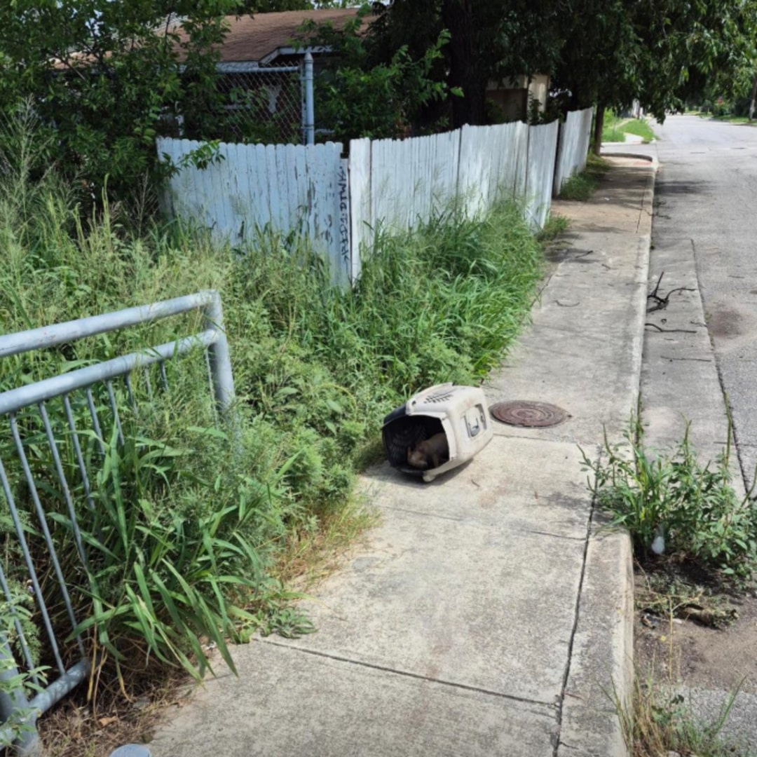 The puppy inside, named Leo, was in a pi...