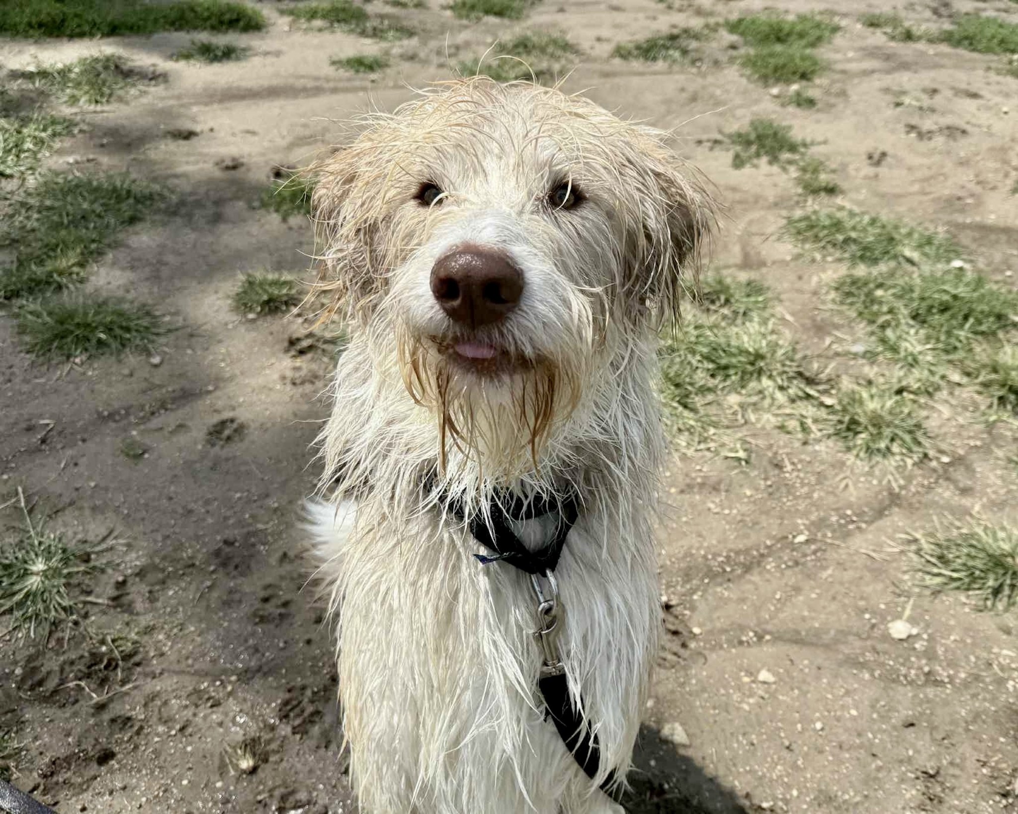 While Canelo’s chomps aren’t aggressive,...