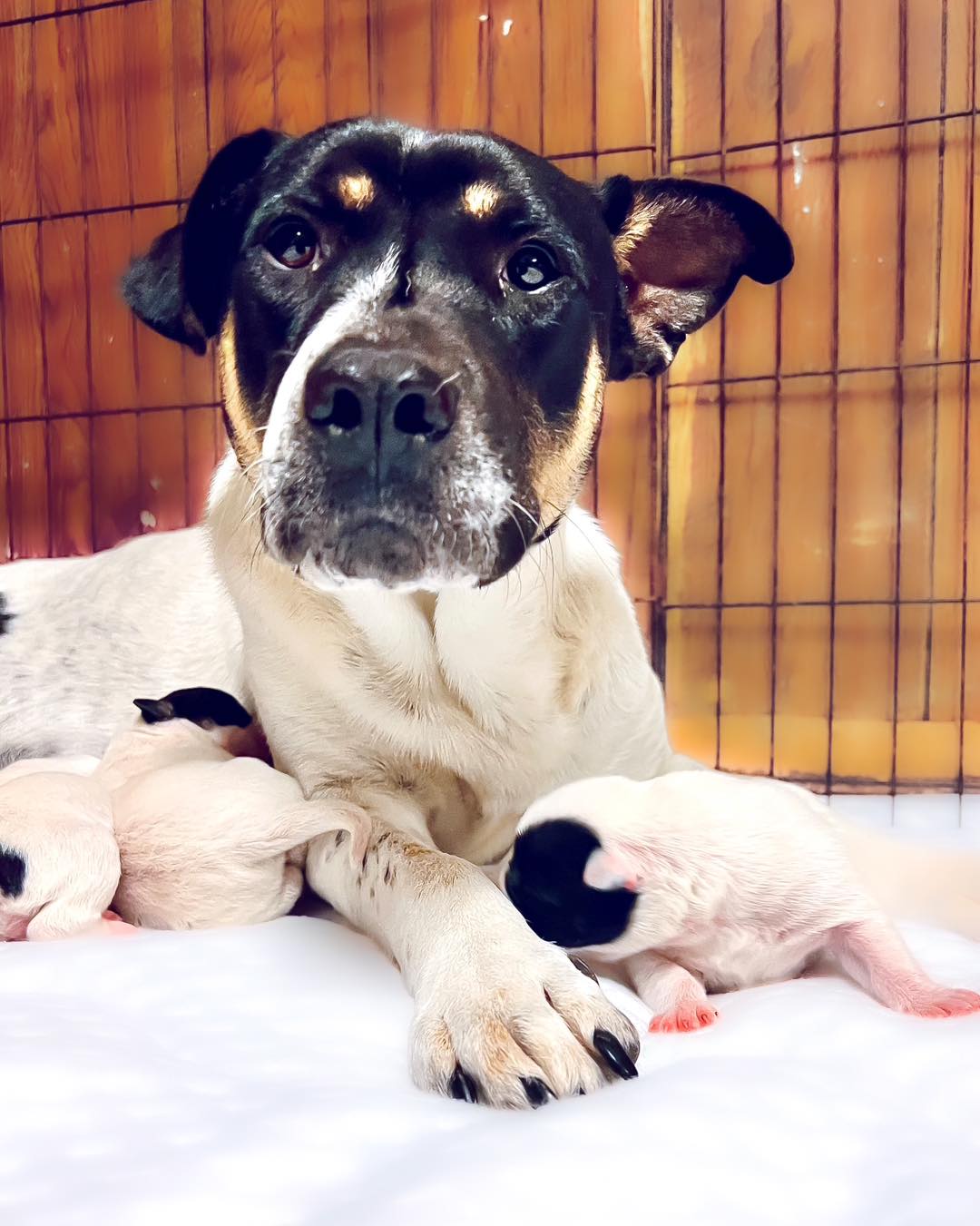 Extra image from article