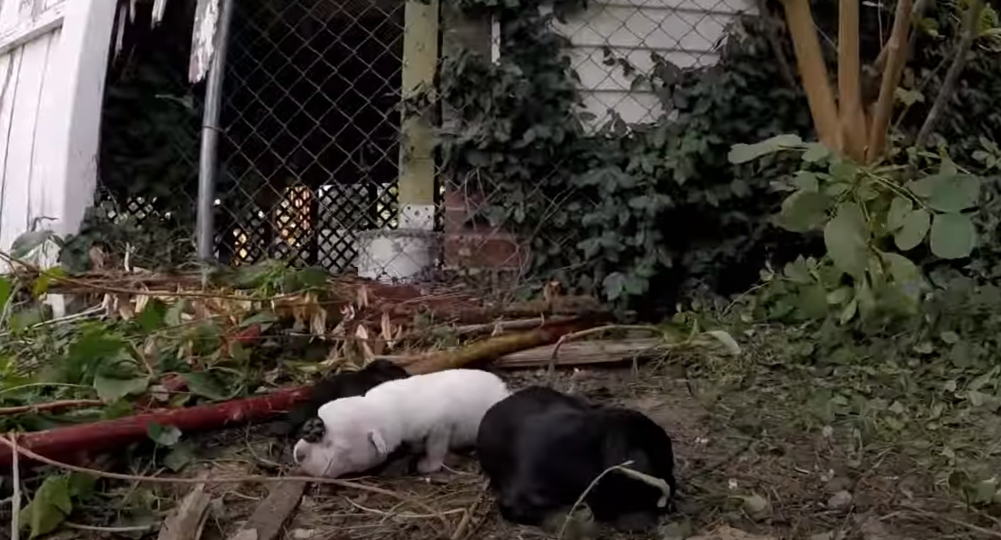 Here's wishing this little family the be...