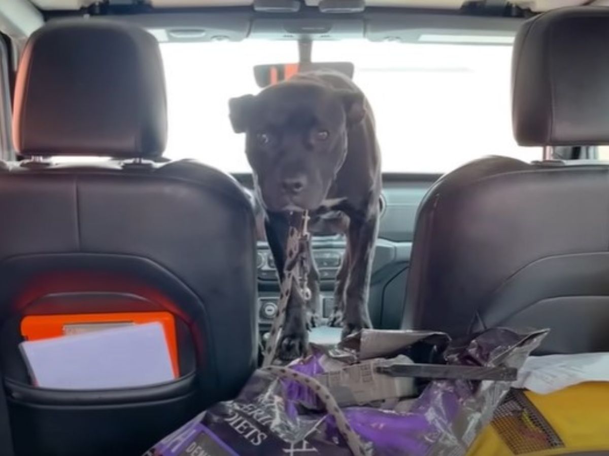 Extra image from article