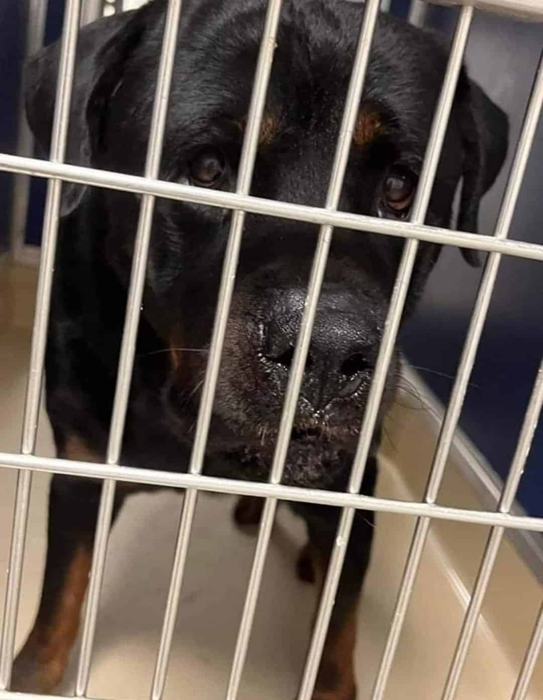 With his time running out, Humans And An...