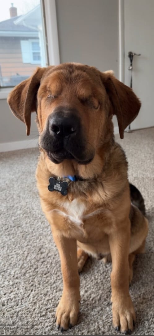 Bear quickly adjusted to his new home, d...