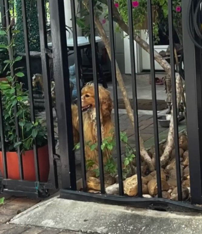 In the meantime, Benny flourished in his...