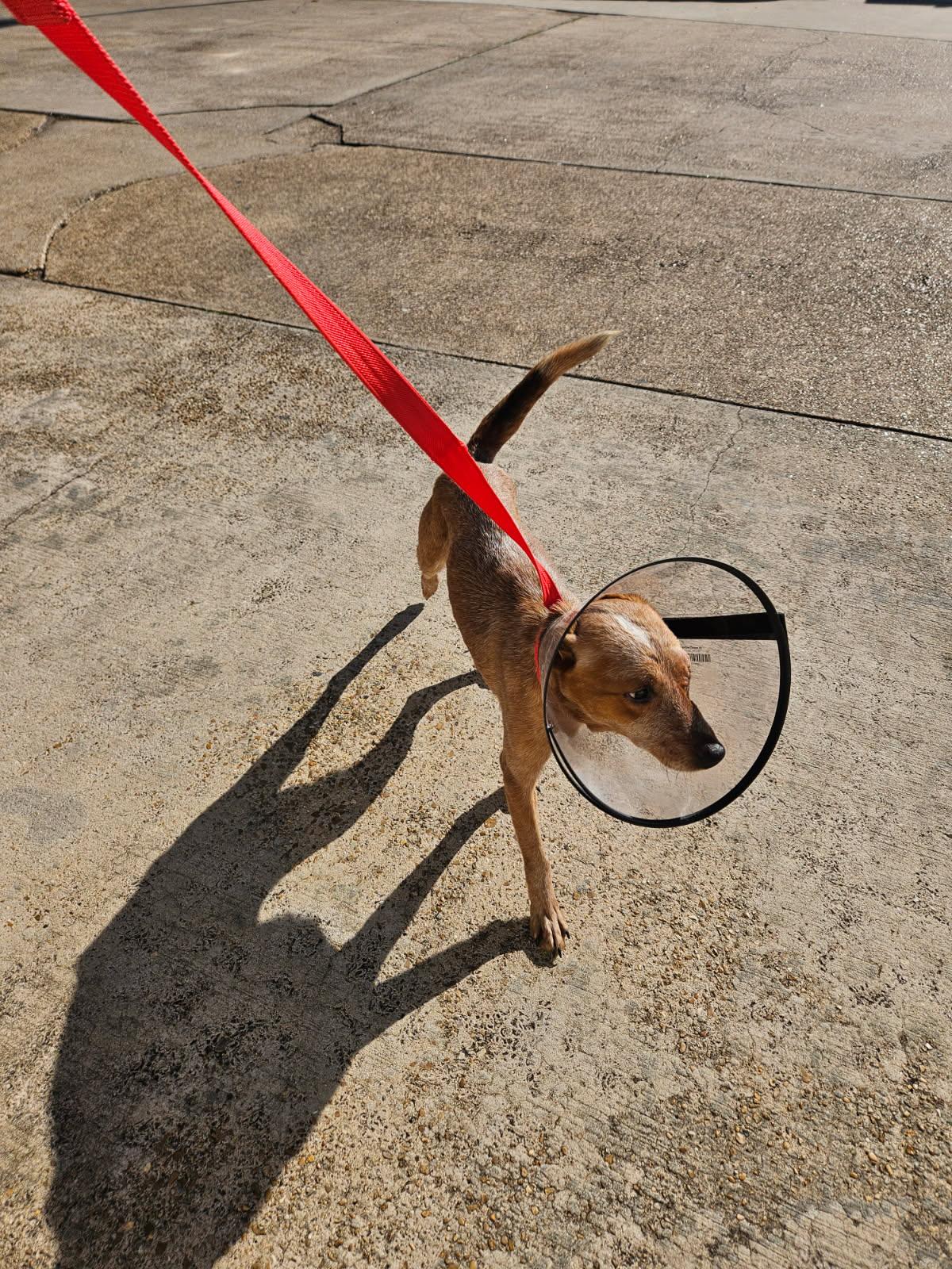 Extra image from article