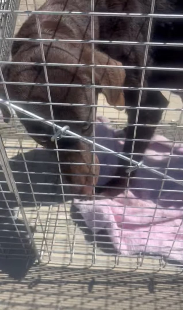 Extra image from article