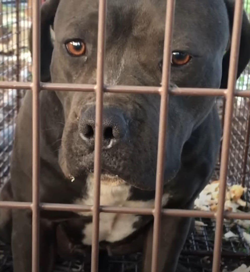 Extra image from article