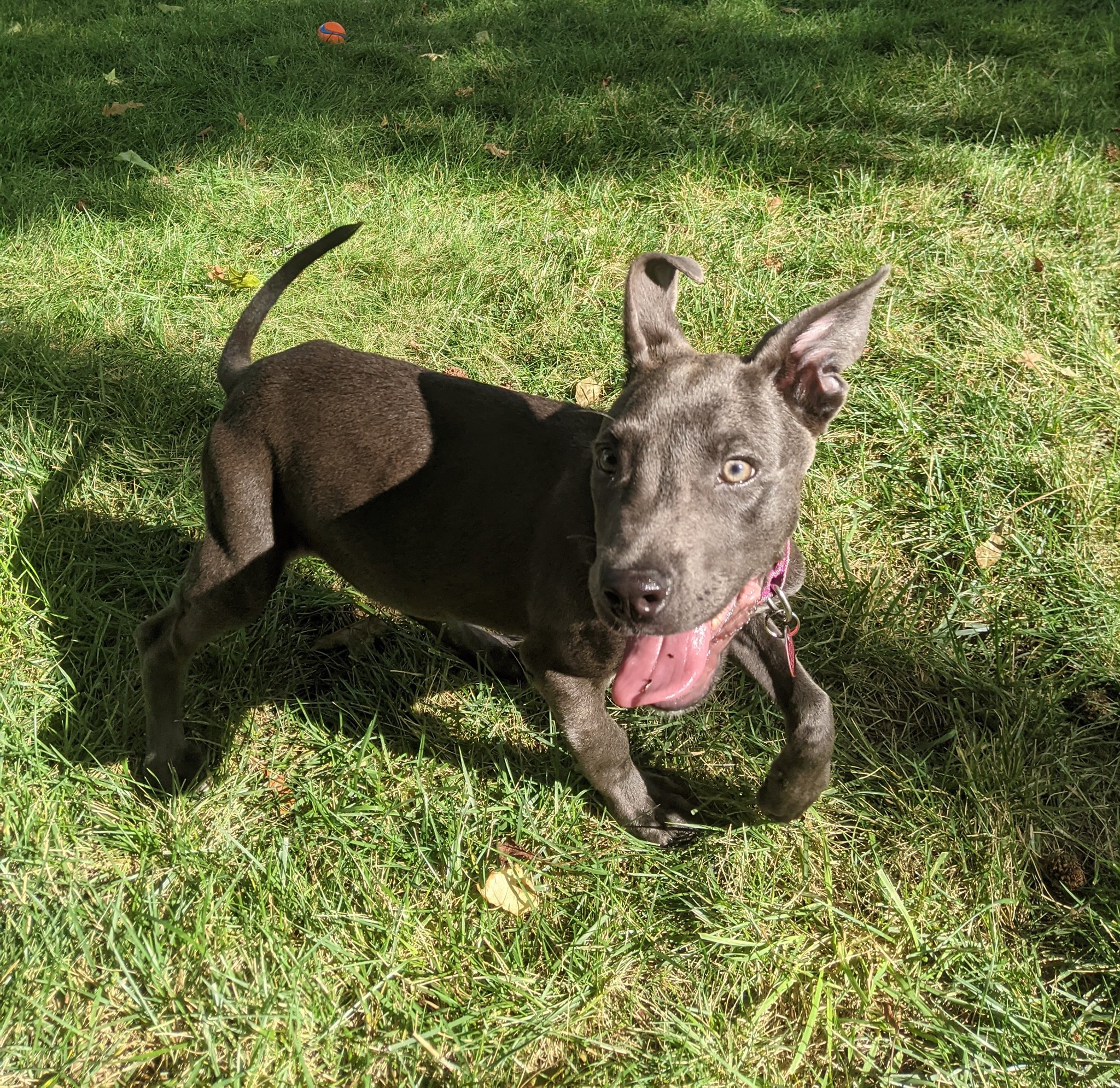 Extra image from article