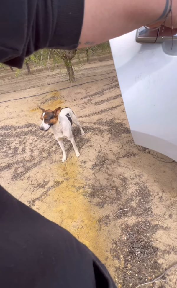 Extra image from article