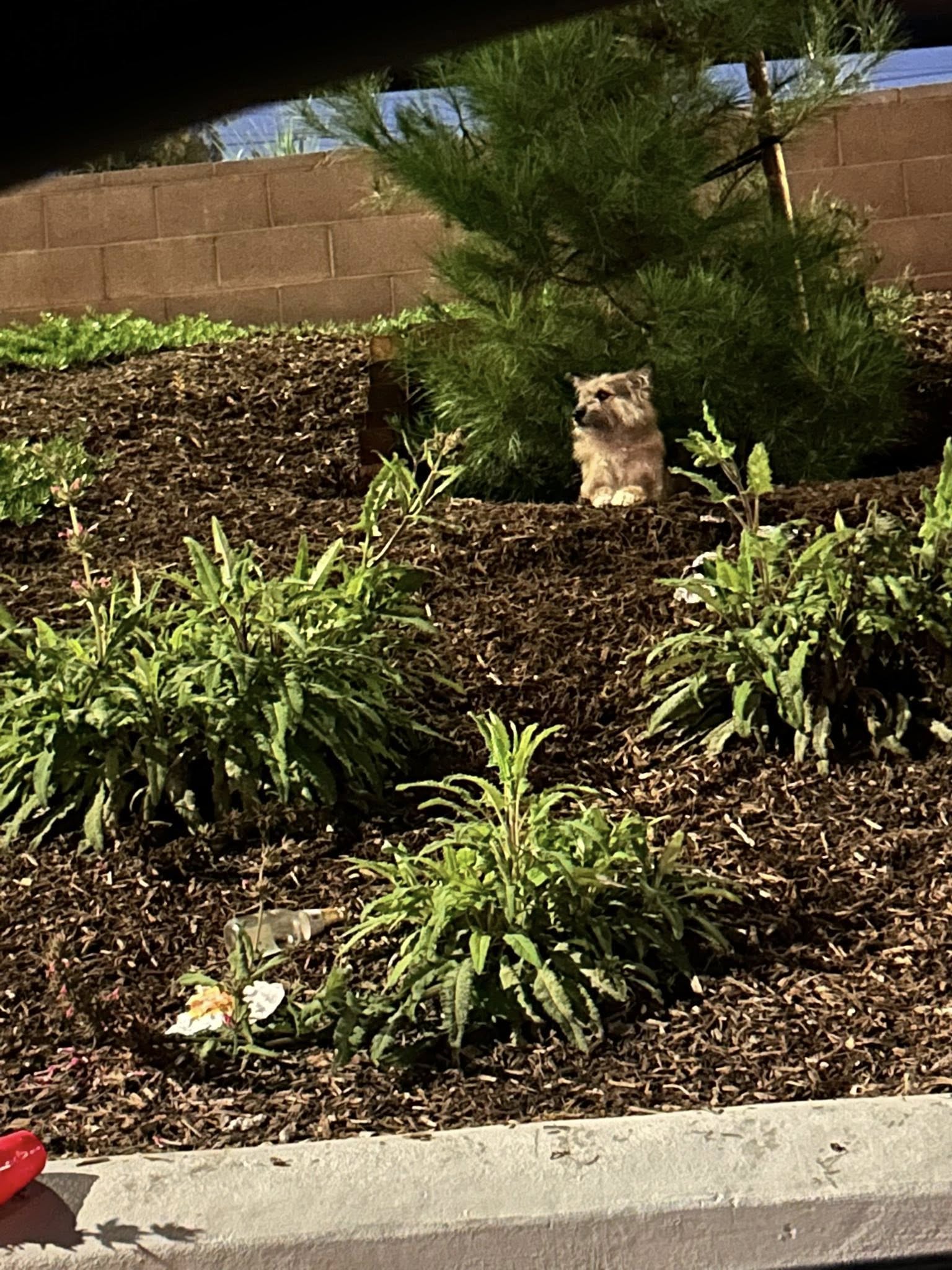 No longer scared, the pup seemed to have...