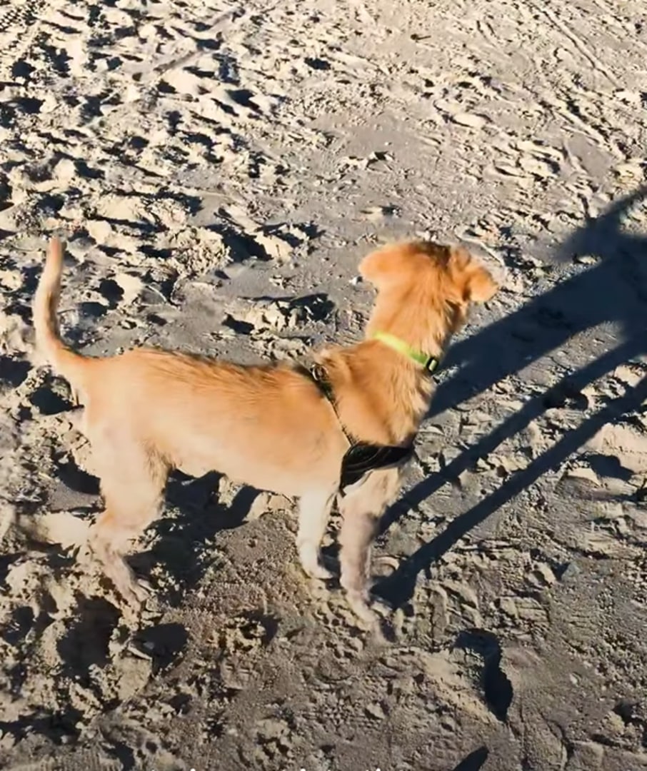 Extra image from article