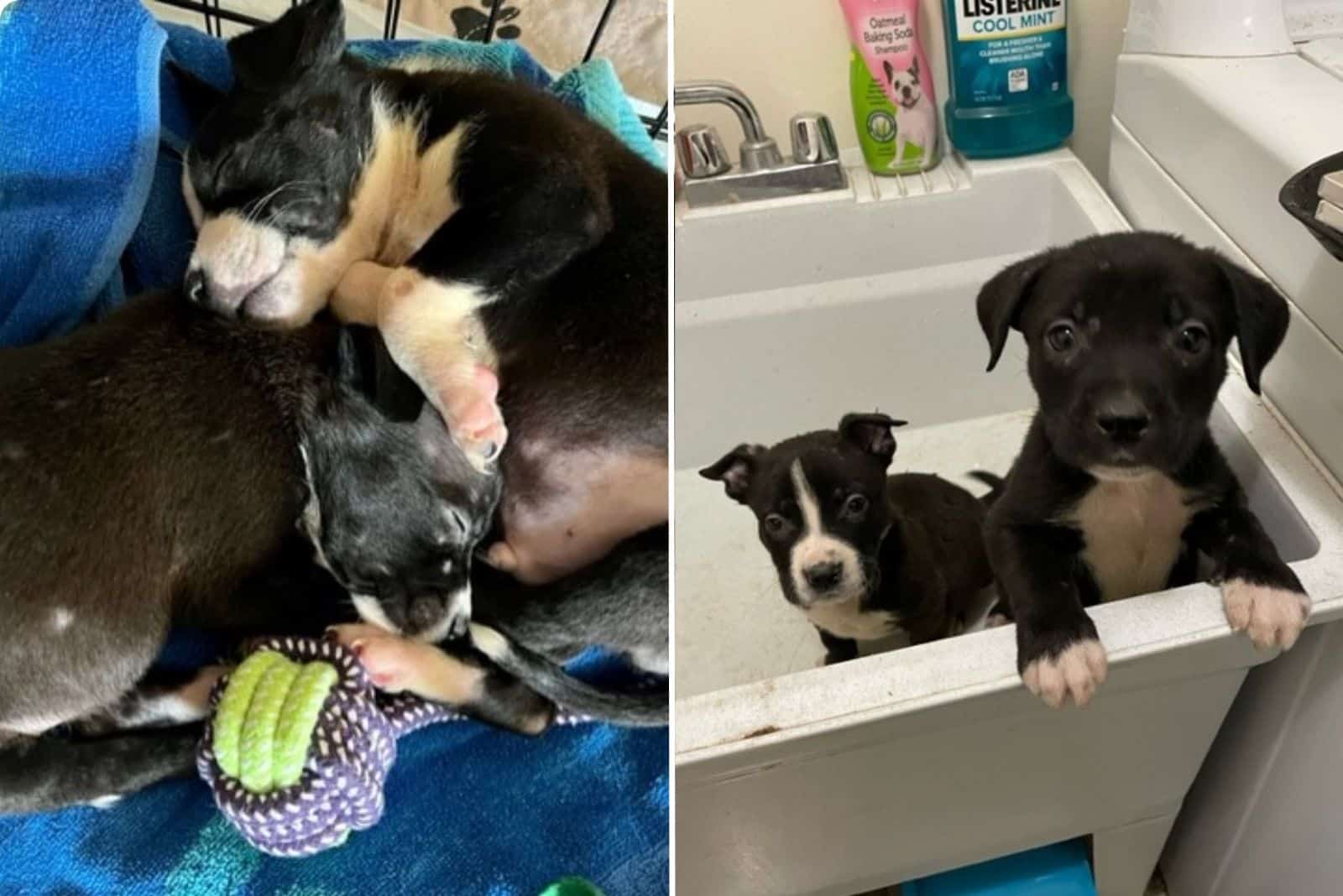 Extra image from article