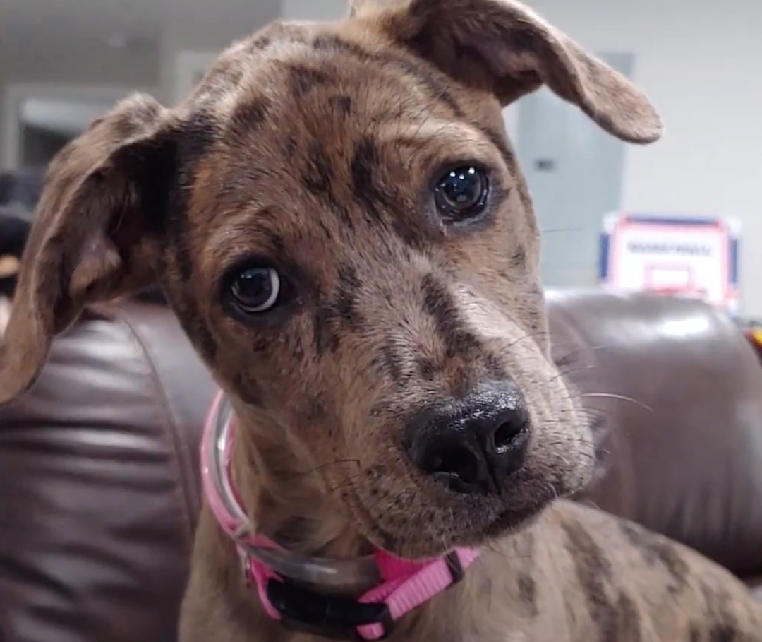 Extra image from article