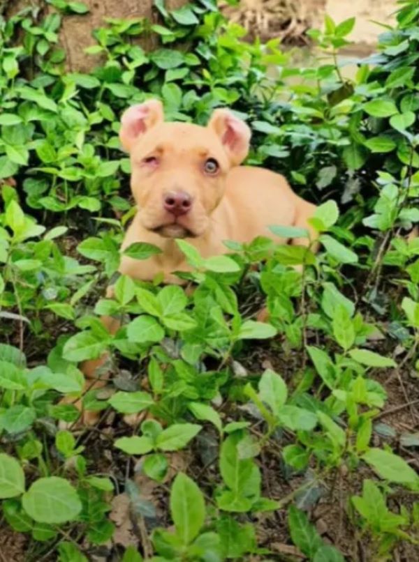 With love and care, Pablo transformed hi...