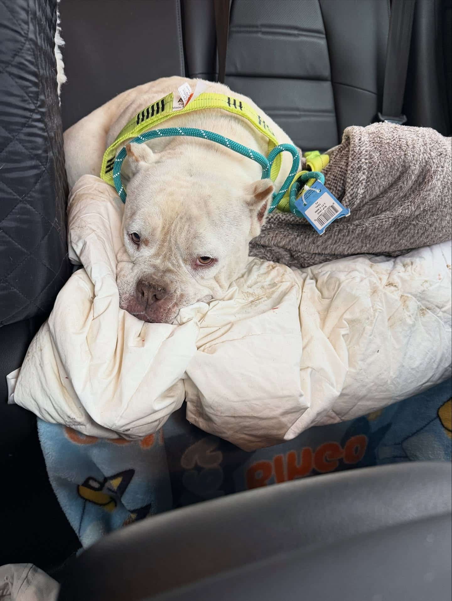 Extra image from article