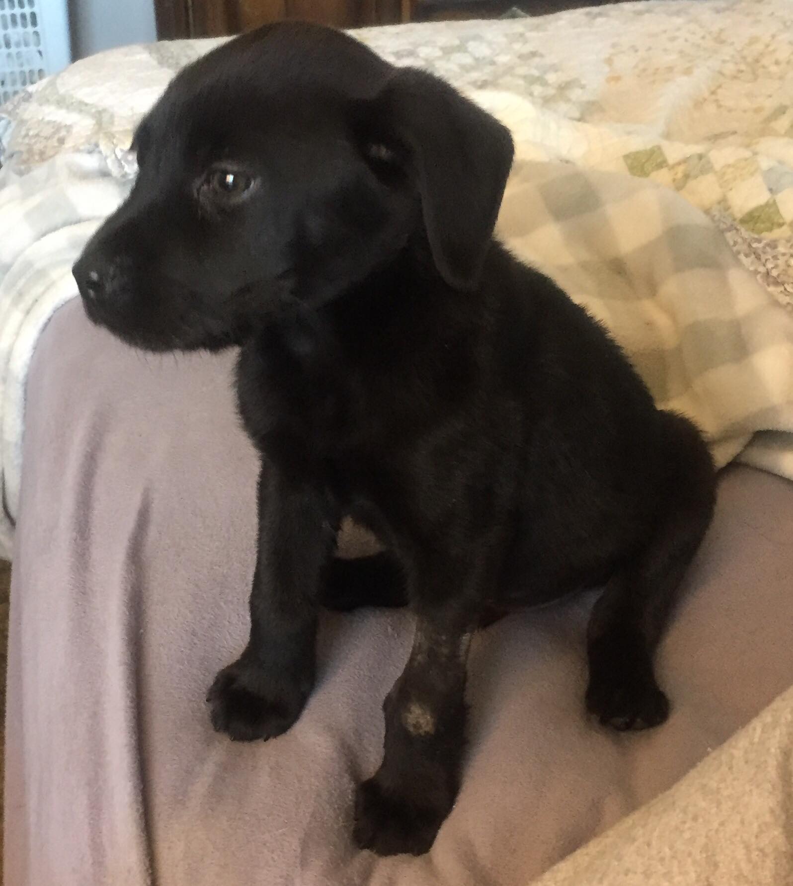 The team at NFR Maine described him, say...