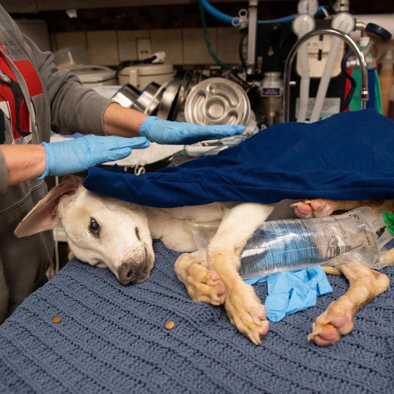 Extra image from article