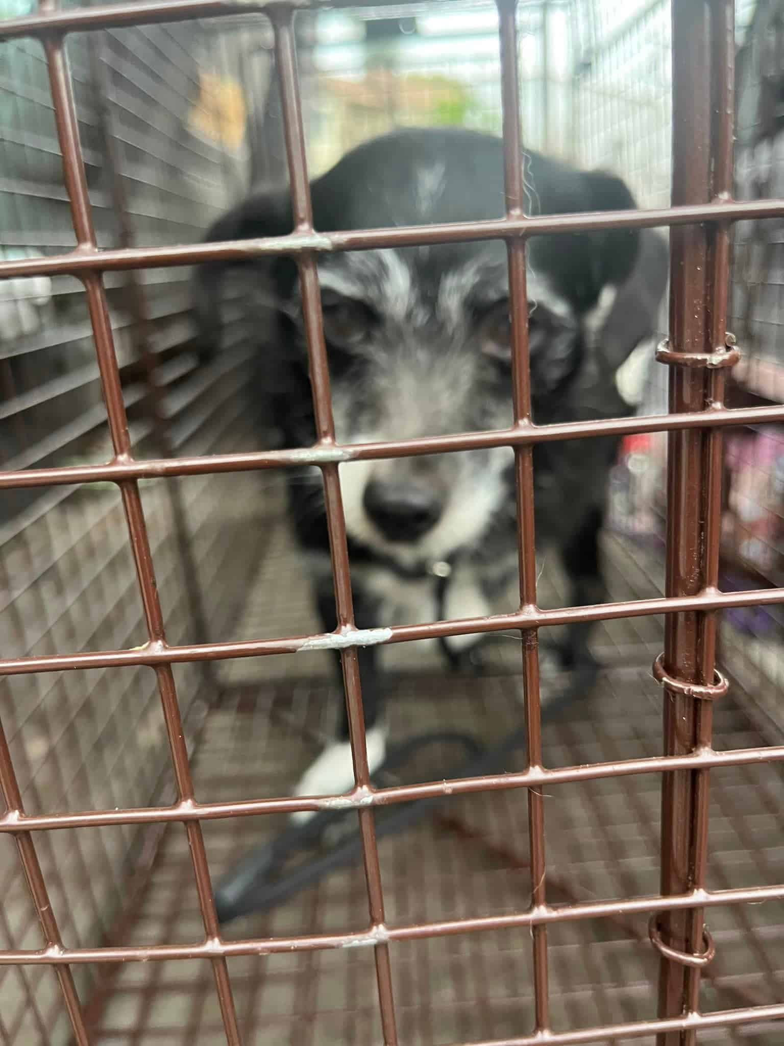 Extra image from article