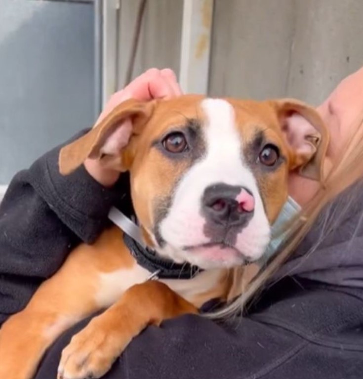 The rescue group Boroughbred in Brooklyn...