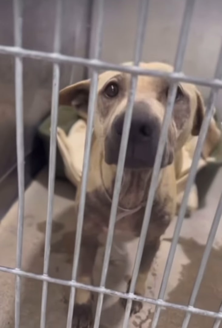 As her puppies reached four weeks, Honey...