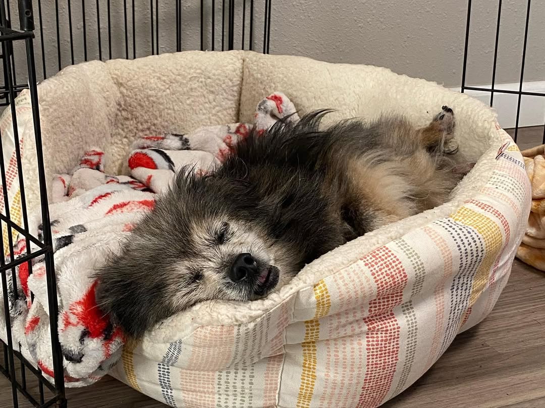 “Anytime Link would sit there and whine ...