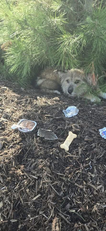 Extra image from article