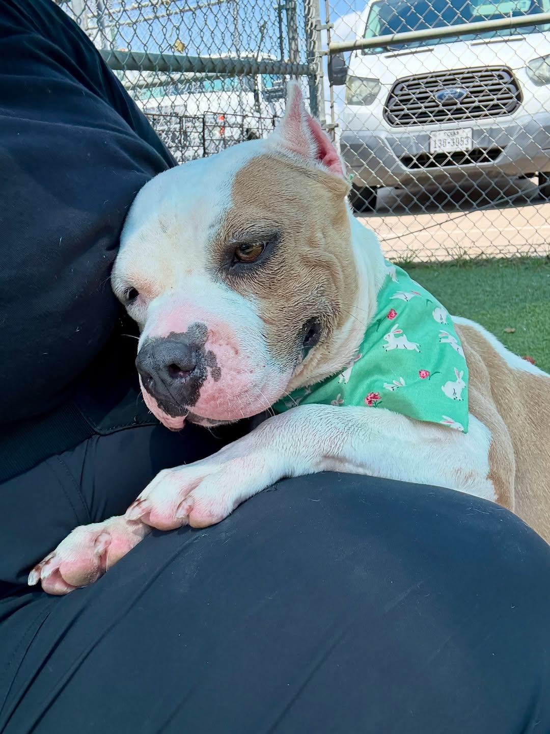 Sandy finally found the loving home she ...