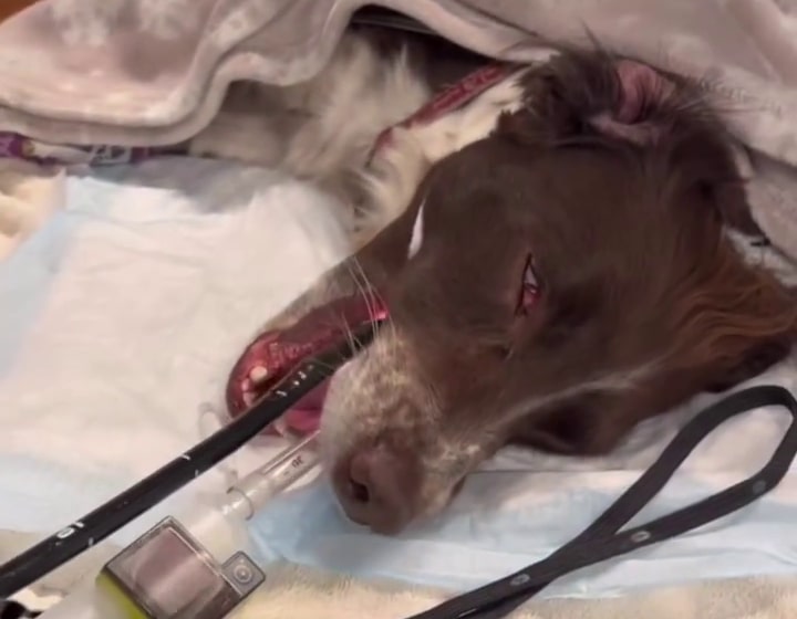 Extra image from article