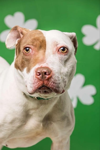 Extra image from article