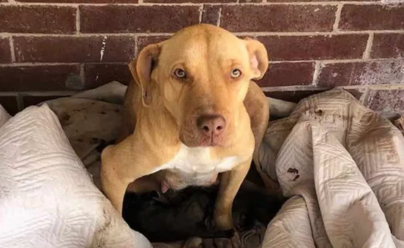 With shelters at capacity, Carol's futur...