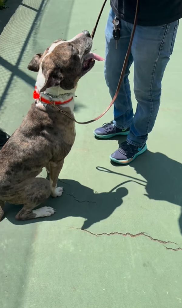 Initially weighing just 37 pounds, Bodhi...