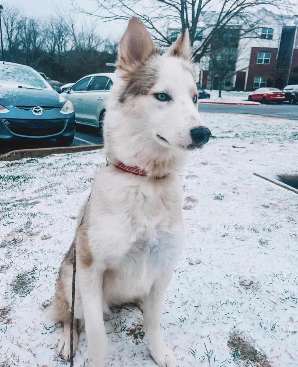 Extra image from article