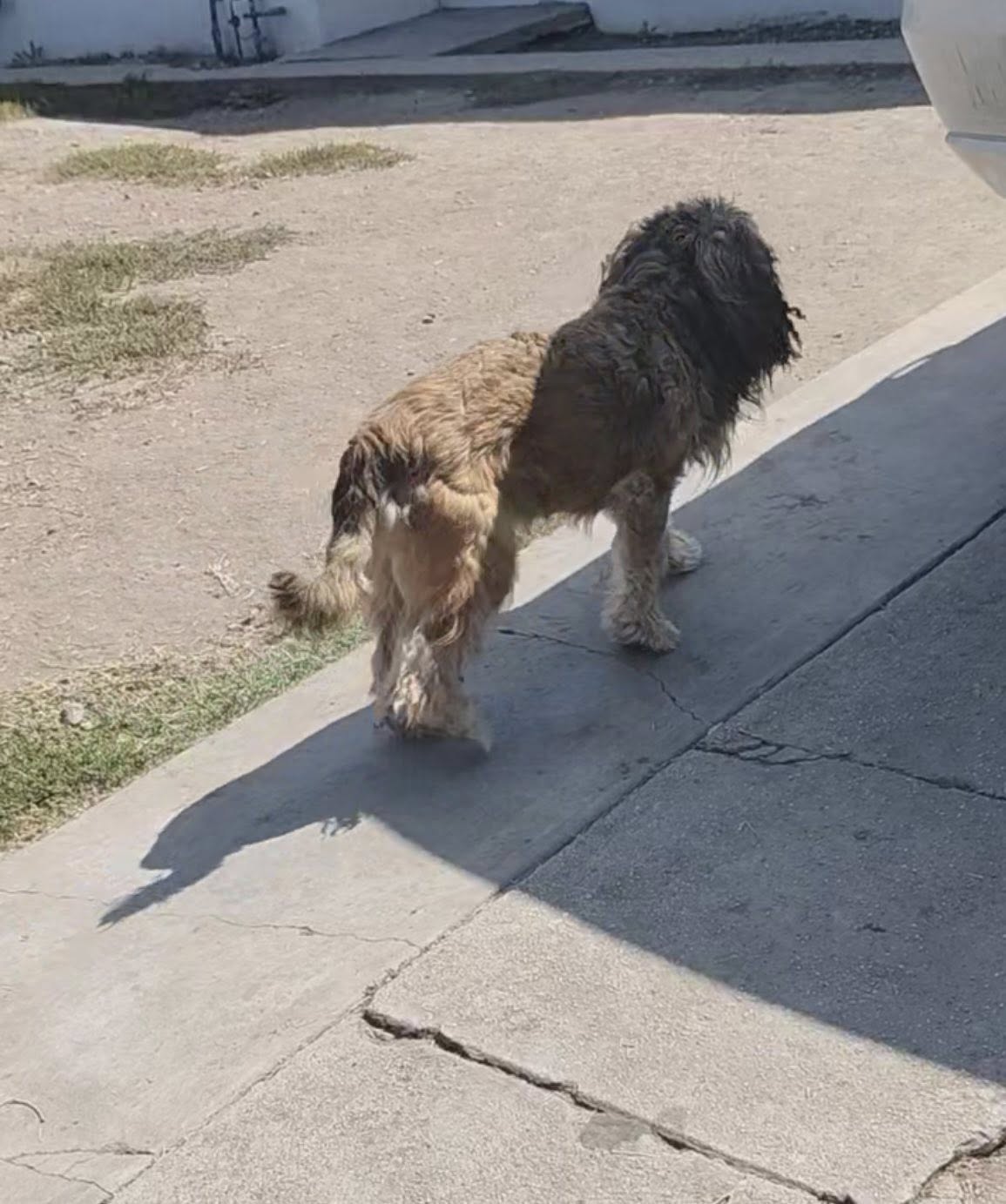 Once rescued, the dog received comfort a...